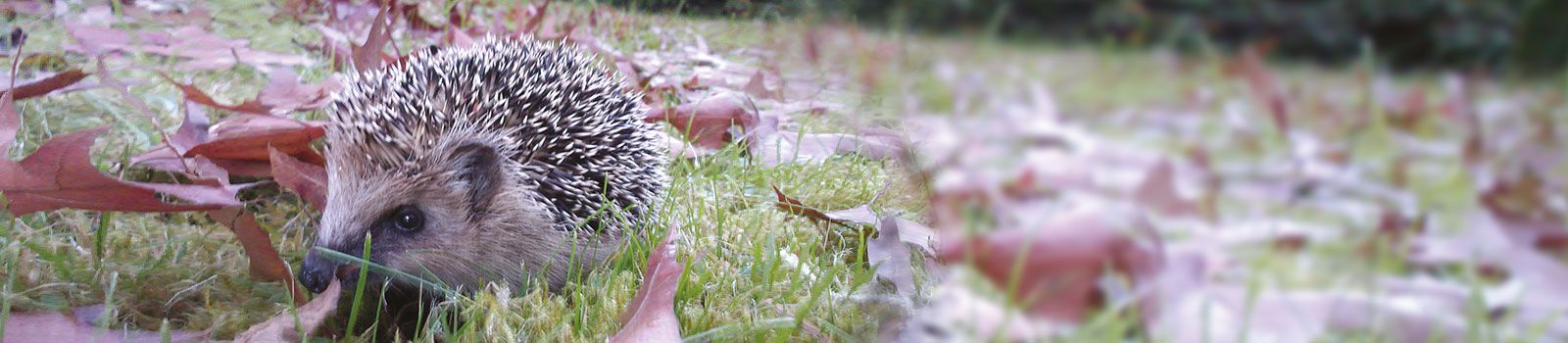 Karte Mit Pflegestellen – Pro Igel | Verein Für Integrierten ...