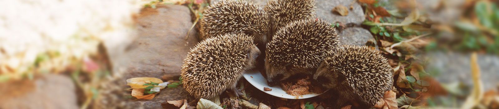 Karte Mit Pflegestellen – Pro Igel | Verein Für Integrierten ...