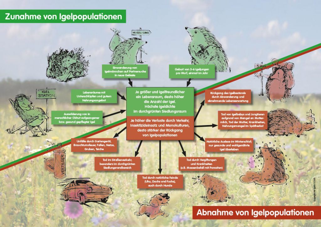 Satz Igelwelt (DIN A3 - 2 Plakate) – Pro Igel | Verein Für Integrierten ...
