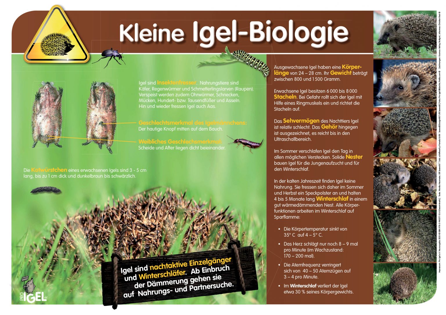 Igelschutz im Garten (DIN A3 1 Plakat) Pro Igel